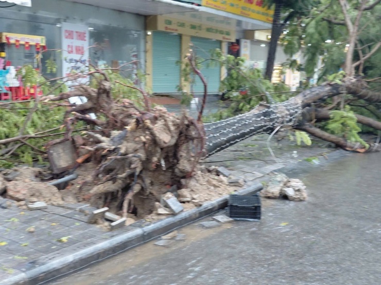 Cây bật gốc trên phố