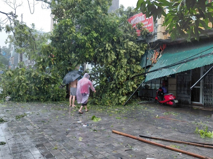 Cây xanh đổ làm hư hỏng mái nhà của người dân