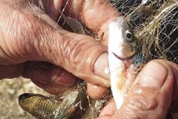 Thị trường - Tiêu dùng - 3 loài cá cực hiếm sống ở trên núi cao, giá tới nửa triệu đồng/kg nhưng không dễ mua được