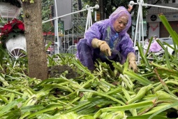 Cảnh tượng khó tin sau buổi tổng hợp luyện, cây, hoa bị dân giẫm nát tơi tả
