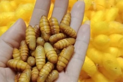 Tin tức sức khỏe - Trào ngược dạ dày gây viêm rát họng, nuốt nghẹn, đầy bụng: Đã tìm được giải pháp sau nhiều năm nghiên cứu