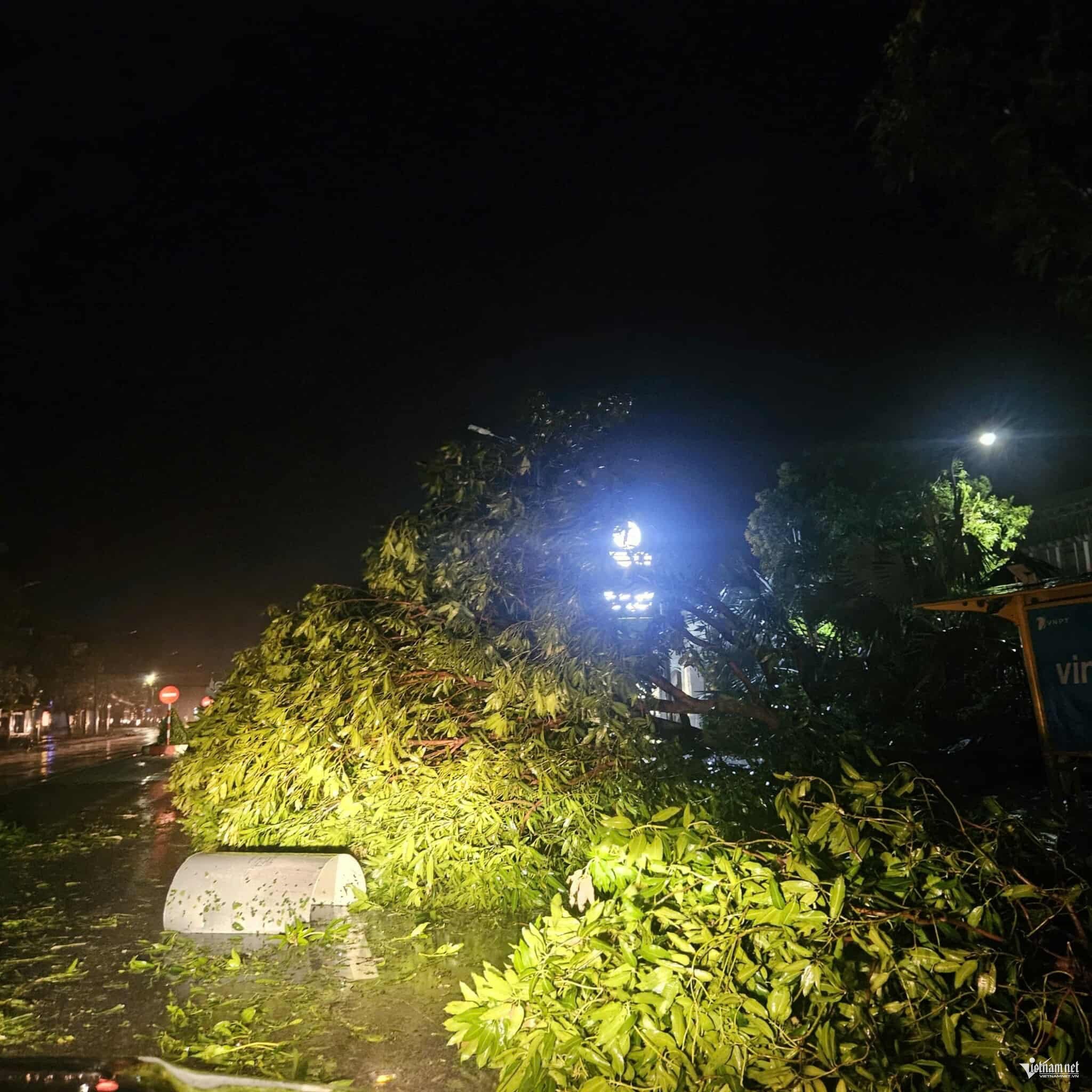 Ảnh: Trần Nghị