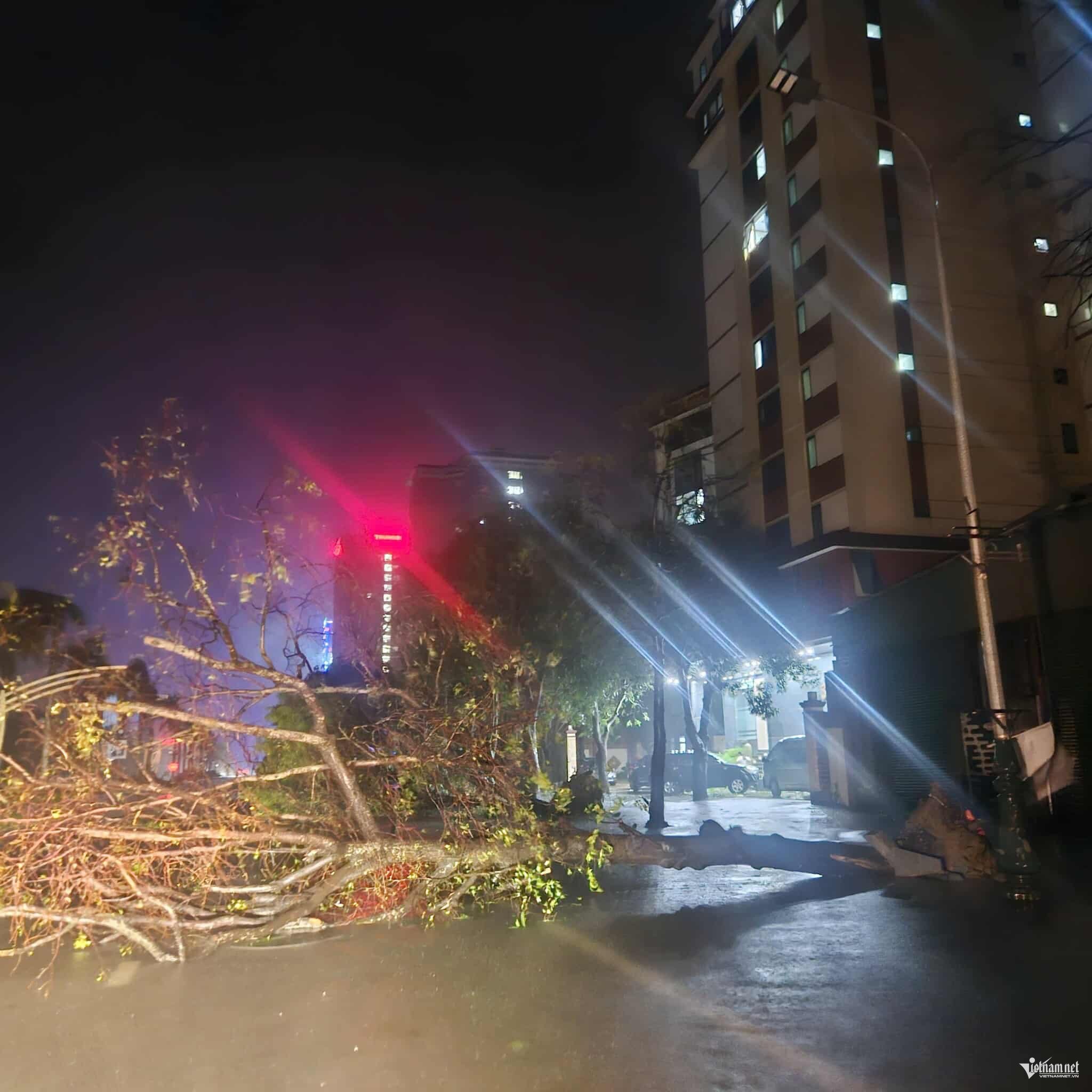 Ảnh: Trần Nghị