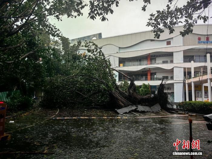 Cây lớn bật gốc ở thành phố Tam Á do gió mạnh từ bão số 5. Ảnh: CNS