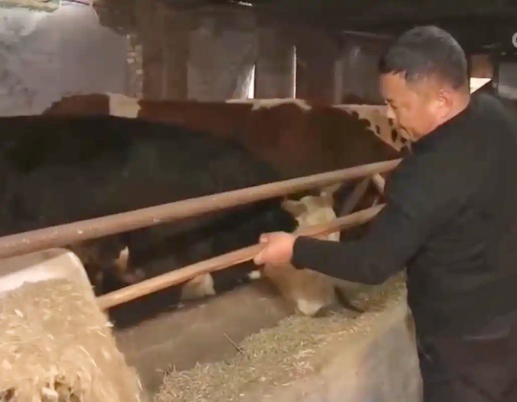 Bỏ nghề "hái ra tiền” về quê nuôi loài quen thuộc, giờ kiếm tiền tỷ từ thịt lẫn xương 6 Bỏ nghề “hái ra tiền” về quê nuôi loài quen thuộc, giờ kiếm tiền tỷ từ thịt lẫn xương - 5