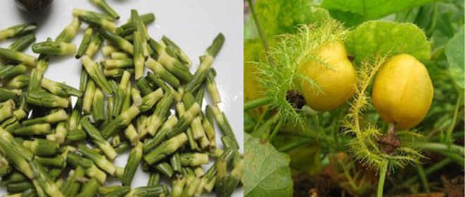 Chị Hà tìm đủ cách chữa mất ngủ tại nhà như uống tâm sen, lạc tiên, lá vông...