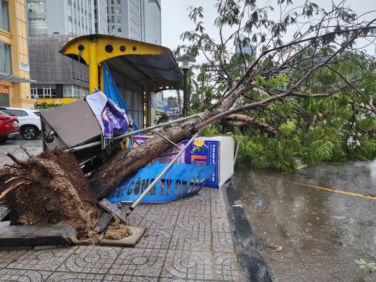 Cây đổ trên đường Quang Trung, tuyến đường chính ở phường Thành Vinh.