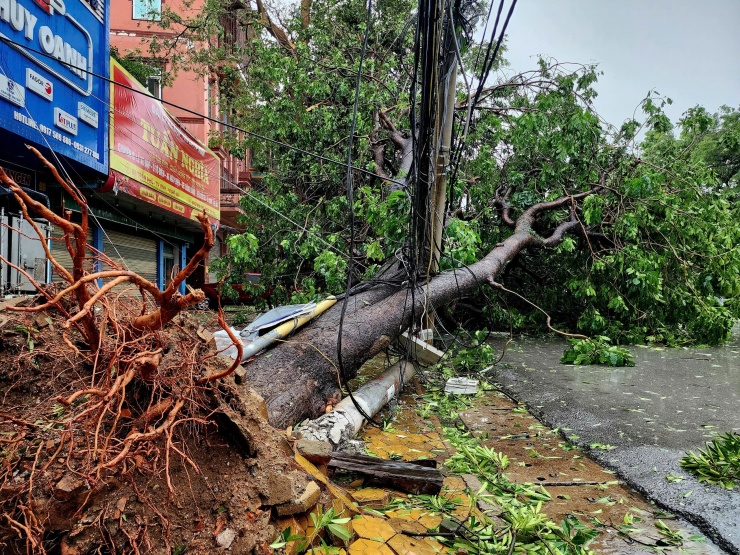 Những cây xanh lâu năm bật gốc sau bão.