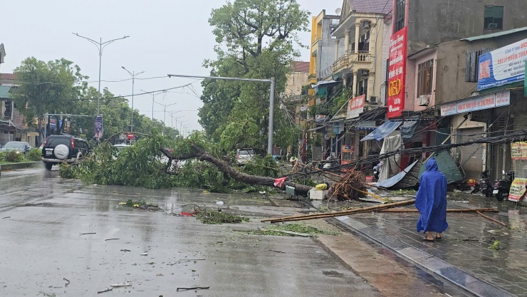 Cây xanh bật gốc chắn ngang đường.