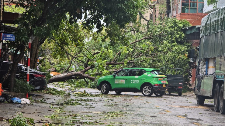 Ô tô quay đầu do cây xanh ngã đổ chắn ngang đường.