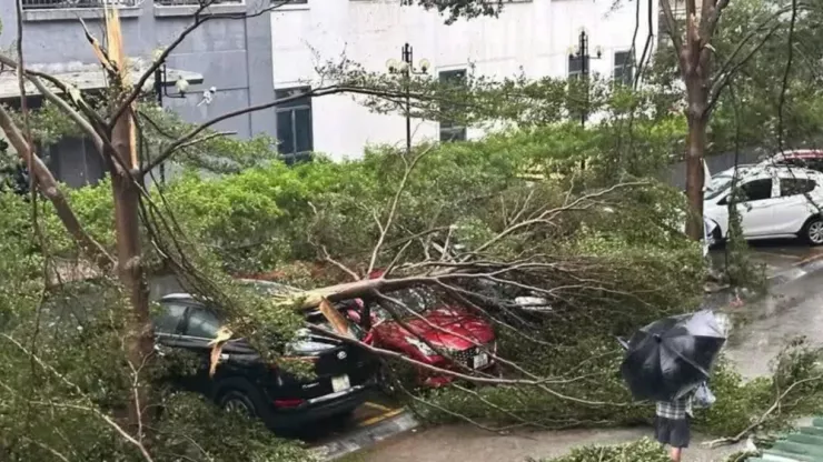 Bão quật cây xanh ngã đổ ở Thành phố Vinh, Nghệ An. Ảnh Đ.LAM