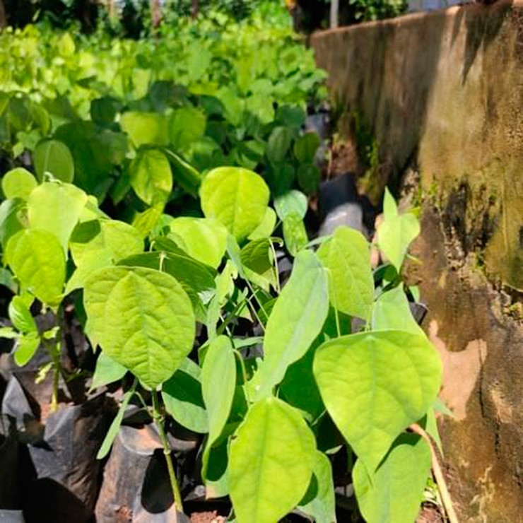 Rau bò khai là một trong những đặc sản độc đáo của núi rừng Tây Bắc. Loại rau này còn được gọi bằng nhiều tên khác như rau khai, rau bồ khai, dây hương, dạ hiến...
