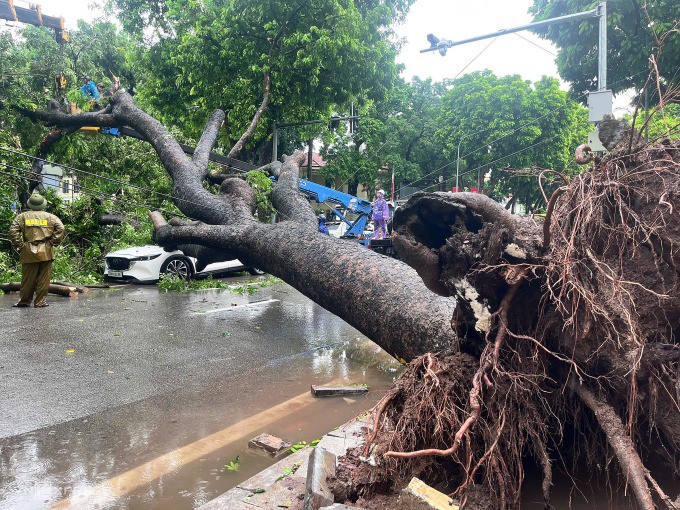 Cây xà cừ bật gốc đổ trúng ôtô trên phố Trần Phú giao với Chu Văn An. Ảnh: Huy Mạnh