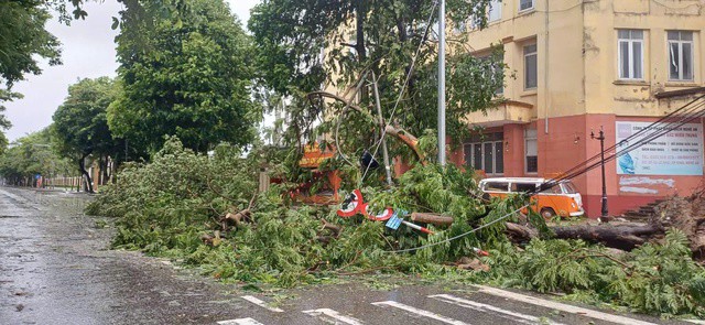 Bão số 5 khiến loạt cây xanh ở Nghệ An gãy đổ. Ảnh: Vũ Đồng.