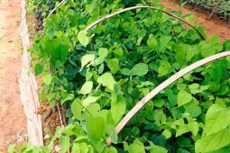 Thị trường - Tiêu dùng - Cây dại trên rừng hoá "mỏ vàng", thành đặc sản ở thành phố, dân mang trồng 3 tháng thu hoạch