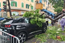 Tin tức trong ngày - Khoảnh khắc cây xà cừ cổ thụ bật gốc đè bẹp ô tô trên đường Trần Phú