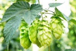 Thị trường - Tiêu dùng - Loài thực vật nghe tên đã thấy “say”, trồng dễ phát tài, ở Việt Nam cũng có