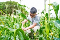 Thị trường - Tiêu dùng - Trồng “ngọc” giữa đồng, nông dân hốt bạc, bán giá cao mấy vẫn “cháy hàng”