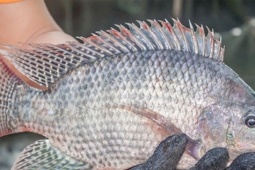 Thị trường - Tiêu dùng - Quốc gia đông dân nhất thế giới chi tiền gấp 47 lần mua một loại cá của Việt Nam