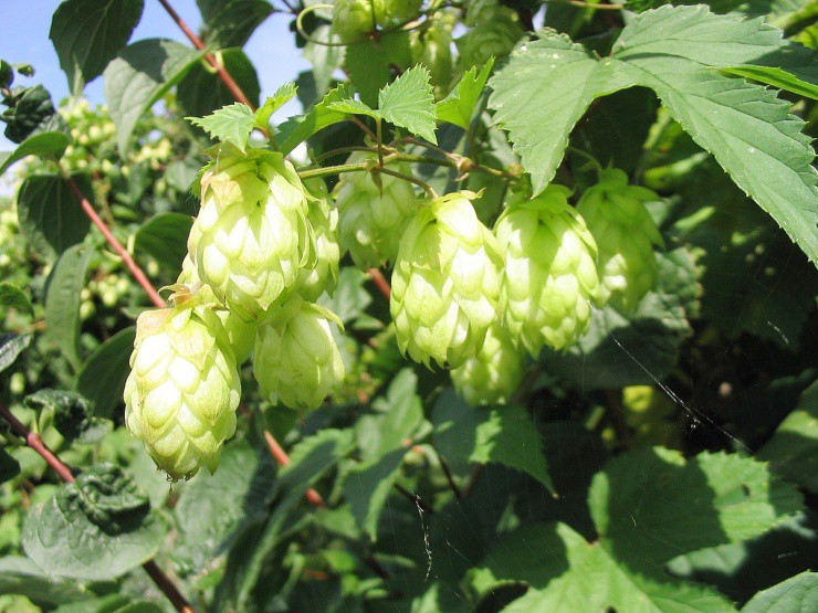 Loài thực vật nghe tên đã thấy “say”, trồng dễ phát tài, ở Việt Nam cũng có - 1