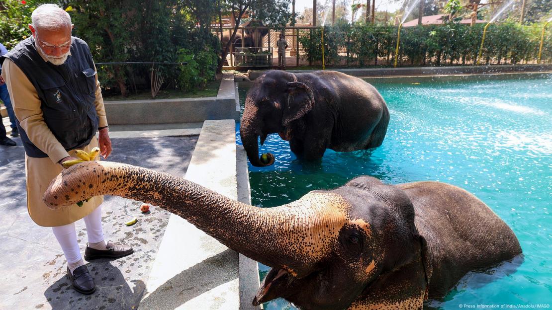 Voi được nuôi ở Vườn thú Vantara (ảnh: Anadolu)