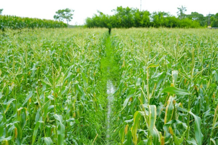 Trồng “ngọc” giữa đồng, nông dân hốt bạc, bán giá cao mấy vẫn “cháy hàng” - 1