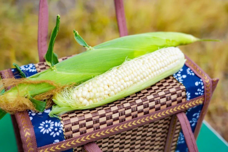 Trồng “ngọc” giữa đồng, nông dân hốt bạc, bán giá cao mấy vẫn “cháy hàng” - 3