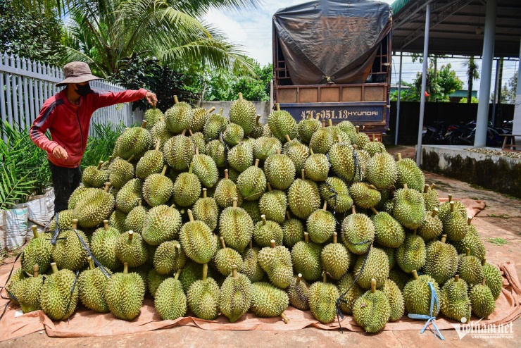 Thủ phủ sầu riêng Tây Nguyên vào chính vụ thu hoạch với sản lượng nên giá hạ nhiệt so với năm ngoái. Ảnh: Nguyễn Huế