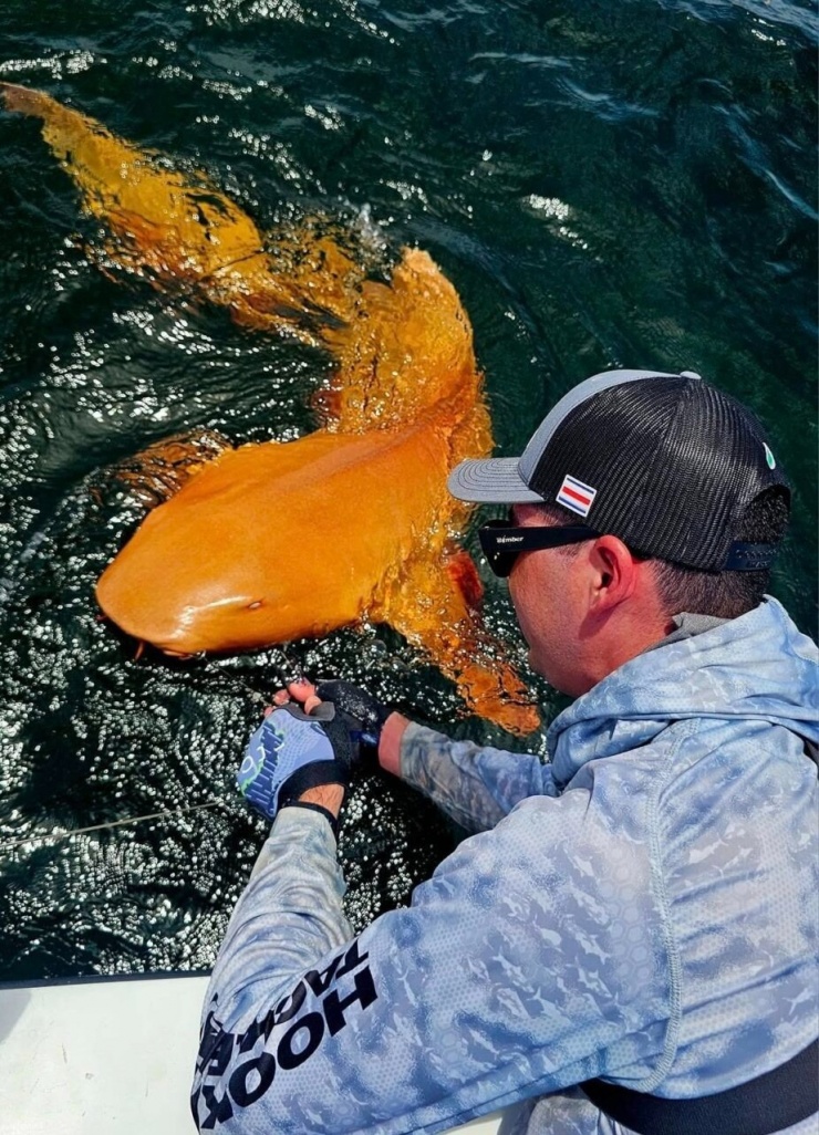 Con cá mập có mắt trắng, được cho là do bệnh bạch tạng. (Ảnh: Gizmodo)