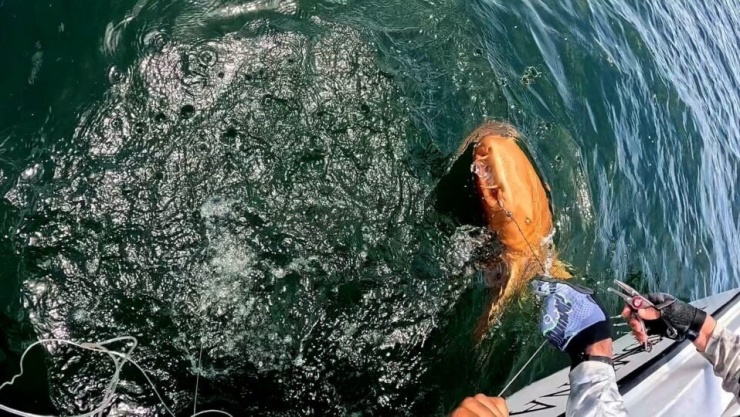 Bí ẩn cá mập màu cam, mắt trắng cắn câu ở Costa Rica - 2