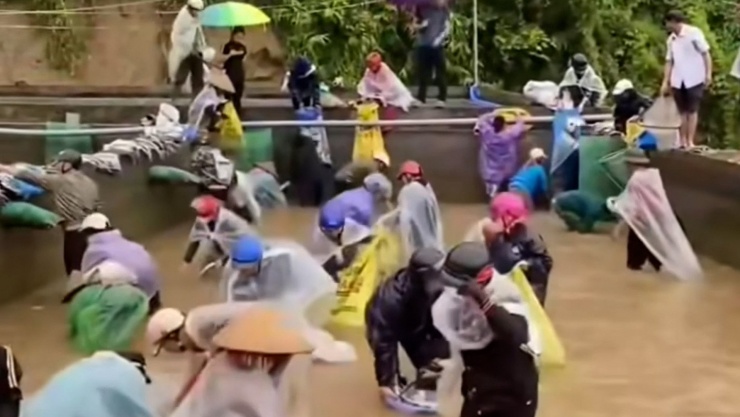 Hàng chục người dân xuống bể cá để vớt cá tầm chết. Ảnh: Cắt từ clip