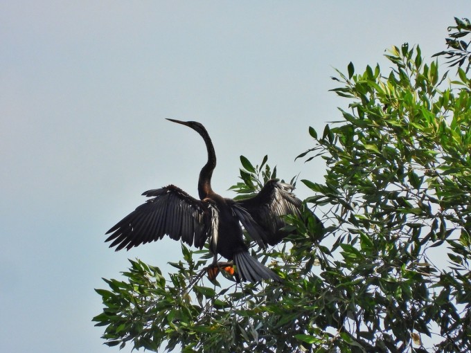 Chim cổ rắn đậu trên cành cây cạnh hồ Bán Nguyệt trong khu đô thị Phú Mỹ Hưng. Ảnh: Minh Quân