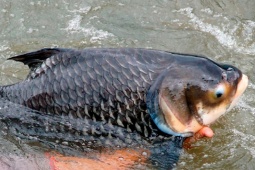 Thị trường - Tiêu dùng - Mang loài cá quý hiếm suýt tuyệt chủng về nuôi, có người thành tỷ phú, bán nửa triệu đồng/kg