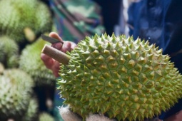 Giá sầu riêng ‘chạm đáy’ ở chợ Hà Nội, có loại chỉ còn 35.000 đồng/kg