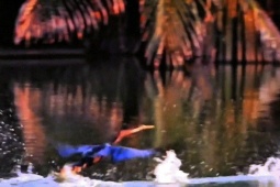 Chim cổ rắn quý hiếm xuất hiện ở khu Phú Mỹ Hưng