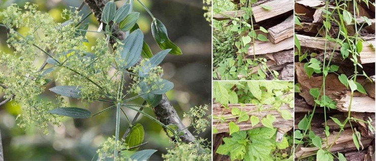 Cỏ xưa cho lợn ăn, nay cắt bán tha hồ “hốt bạc” - 1