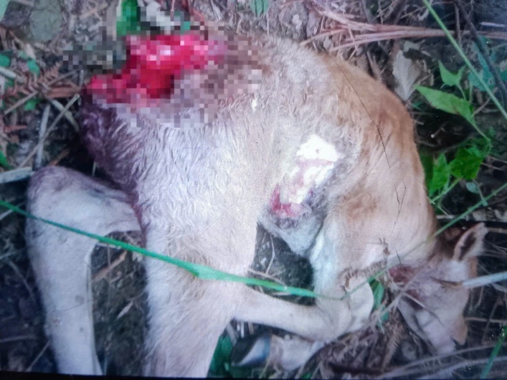 Trong ảnh là một trong những con bê bị ăn thịt. Giống như các con vật bị tấn công khác, con này bị tấn công trước hết vào hậu môn.