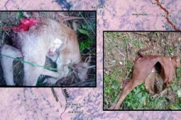 Tin tức trong ngày - Giải mã thông tin sói rừng trở lại - Bài 1: Lần theo tung tích bí ẩn loài sói tấn công gia súc ở Điện Biên