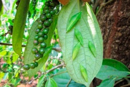 Thị trường - Tiêu dùng - "Lộc rừng" mỗi năm chỉ xuất hiện một lần, xưa rẻ như cho nay dân bắt về bán "hốt bạc"