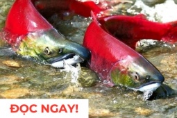 Tin tức sức khỏe - &quot;Nhân sâm dưới nước&quot; siêu đắt đỏ, nhiều người săn lùng vì công dụng dưỡng phổi “đỉnh nóc kịch trần”!