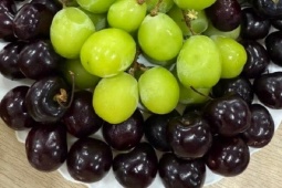 Choáng váng với hóa đơn mua trái cây gần 8,5 triệu đồng, tận 1,5 triệu đồng/chùm nho héo