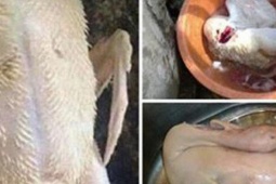 Chỉ cần dùng thứ này thả vào chậu nước, đảm bảo bạn có thể làm sạch lông măng vịt rất nhanh, vịt hết sạch mùi hôi