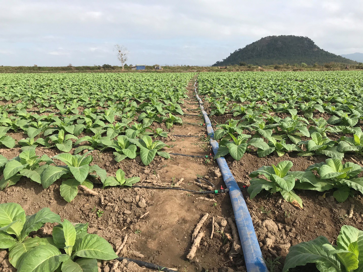 Hệ thống tưới nhỏ giọt được các hộ nông dân trong chuỗi cung ứng của BAT Việt Nam áp dụng trong canh tác.