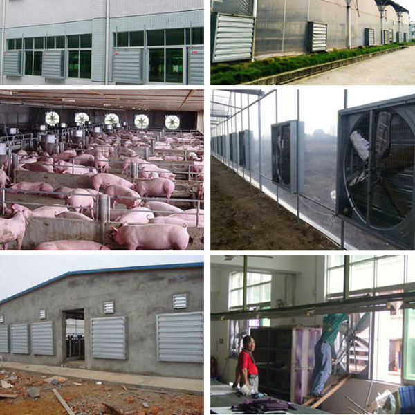 Khách hàng của Phú Khang là các nhà xưởng, nhà máy, chuồng trại, bếp ăn công nghiệp cần quạt hút mùi, thông gió hiệu quả, tối ưu năng suất