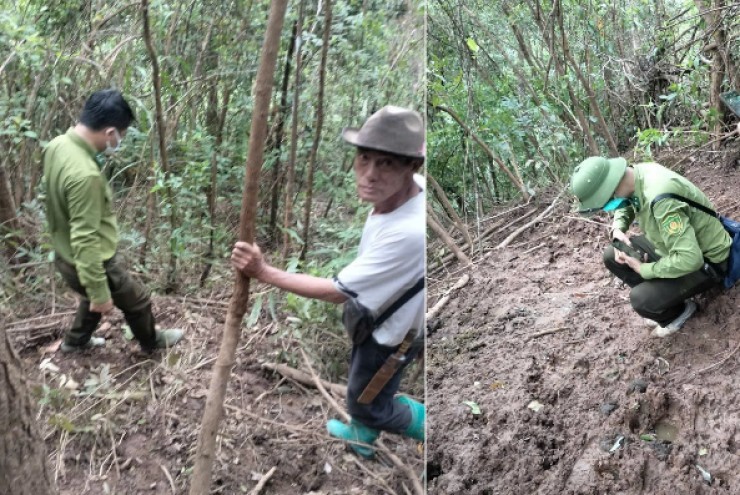 Giải mã thông tin sói rừng trở lại - Bài 2: Những cuộc truy lùng bất thành
