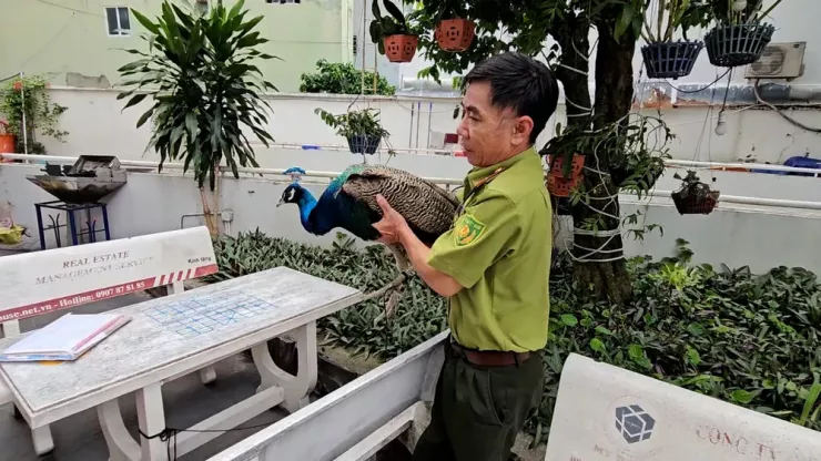 Con công được lực lượng chức năng tiếp nhận. Ảnh: HT