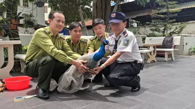 Kiểm lâm xác định đây là công Ấn Độ, giới tính đực, nặng khoảng 4,3 kg, thuộc phụ lục III Công ước CITES. Ảnh: HT