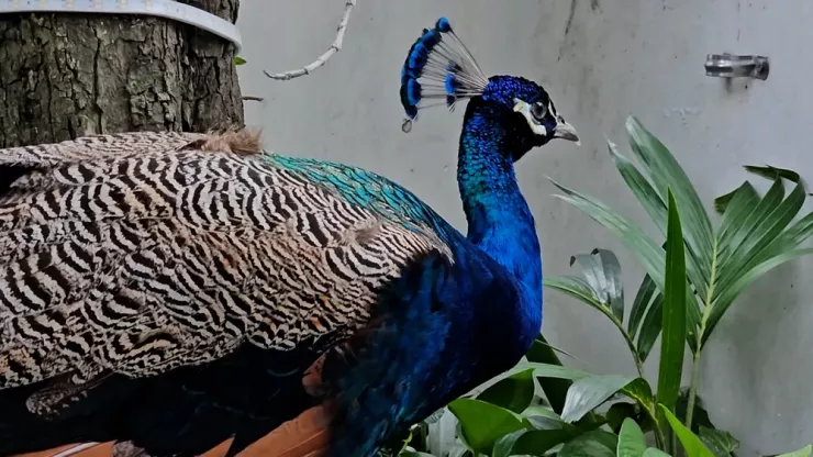 Con chim công bay vào căn hộ ở tầng 6 chung cư được người dân bắt lại. Ảnh: HT