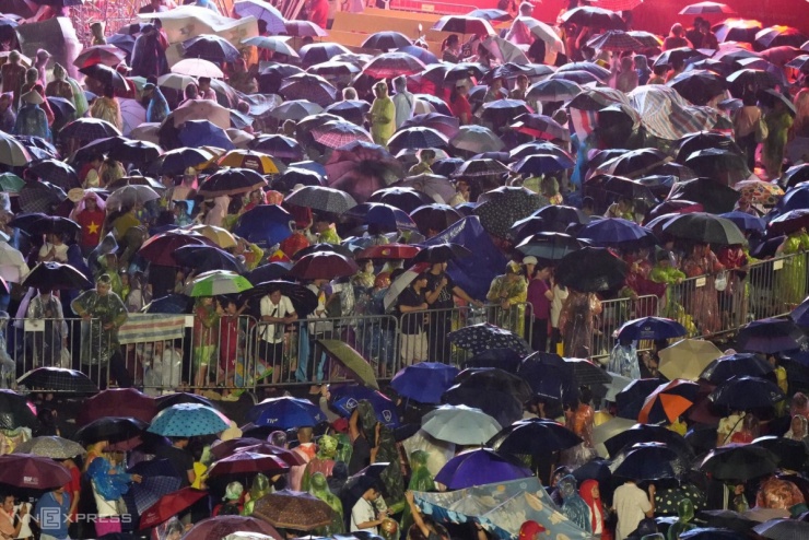 Rừng ô che mưa. Ảnh: Văn Phú