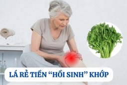 Tin tức sức khỏe - Loại lá rẻ tiền mọc đầy vườn nhưng lại là “khắc tinh” của bệnh xương khớp